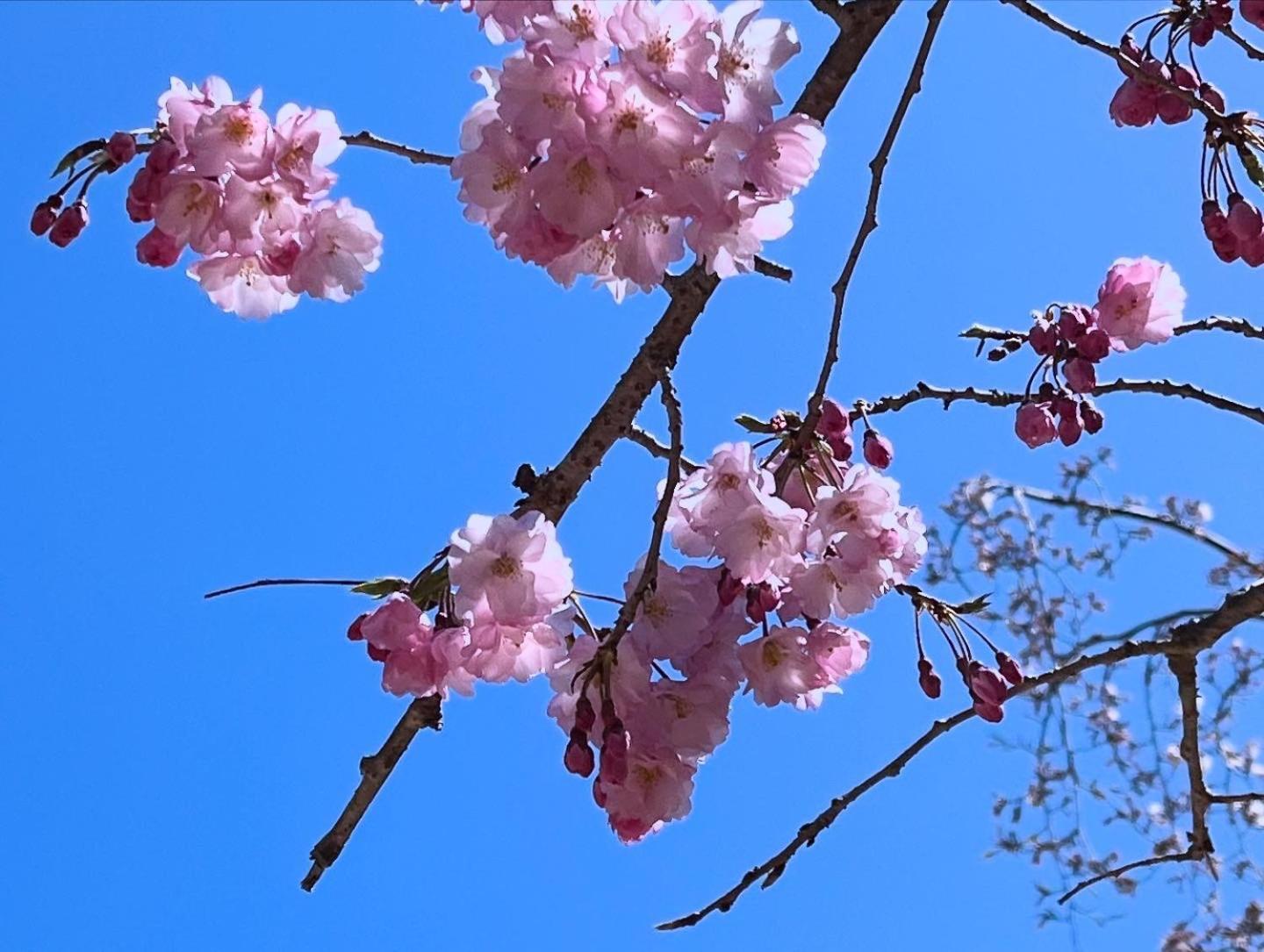 宮島 町家宿 進龍庵 Hatsukaichi Εξωτερικό φωτογραφία