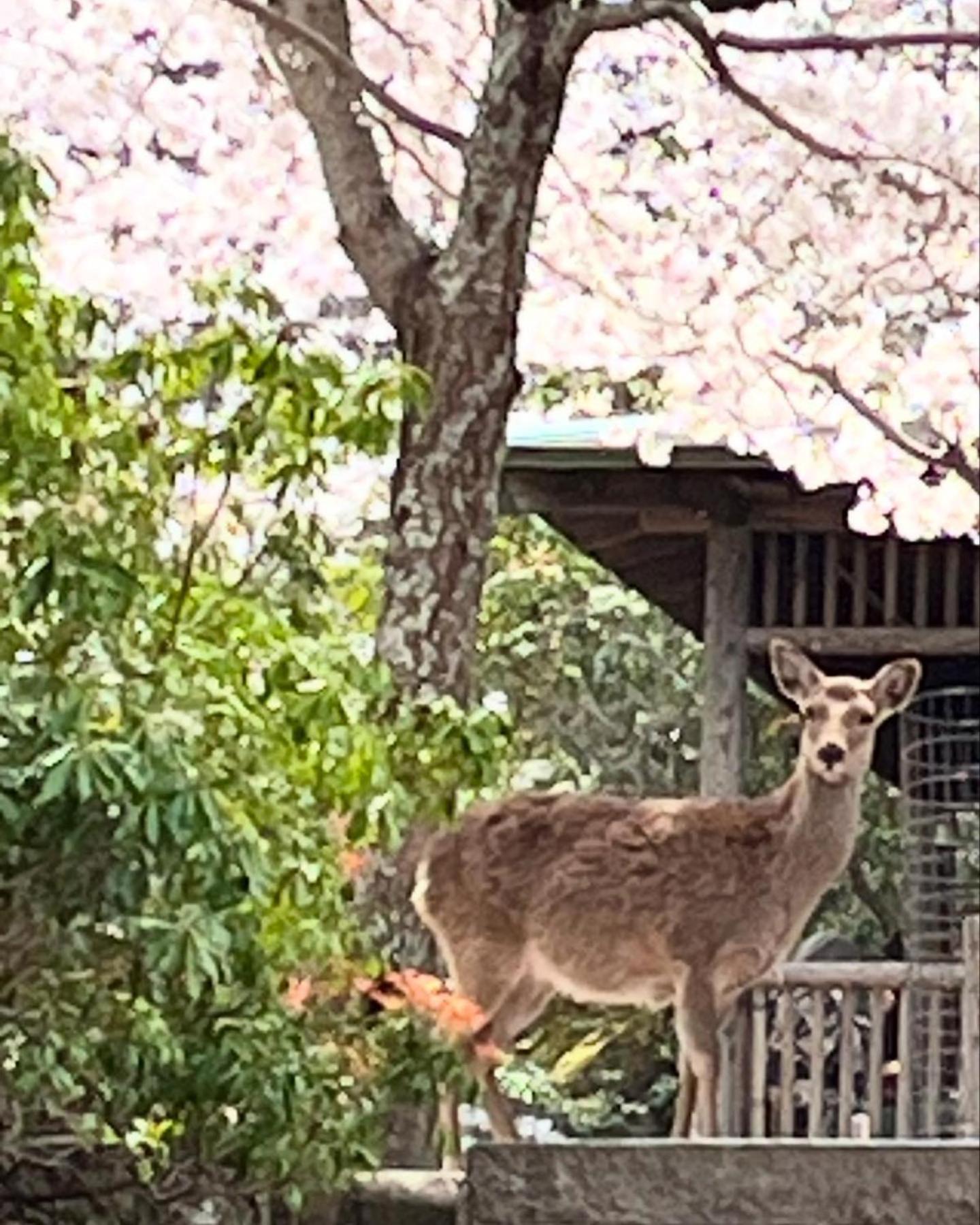 宮島 町家宿 進龍庵 Hatsukaichi Εξωτερικό φωτογραφία